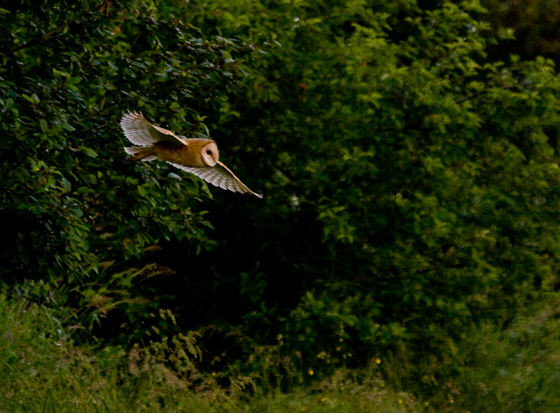 Barn Owl In Flight